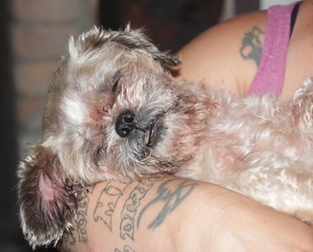 Pushi