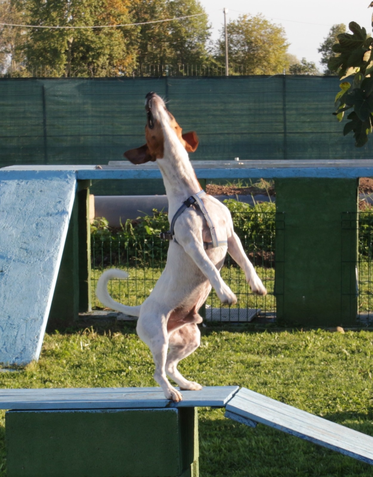 Piscina per cani
