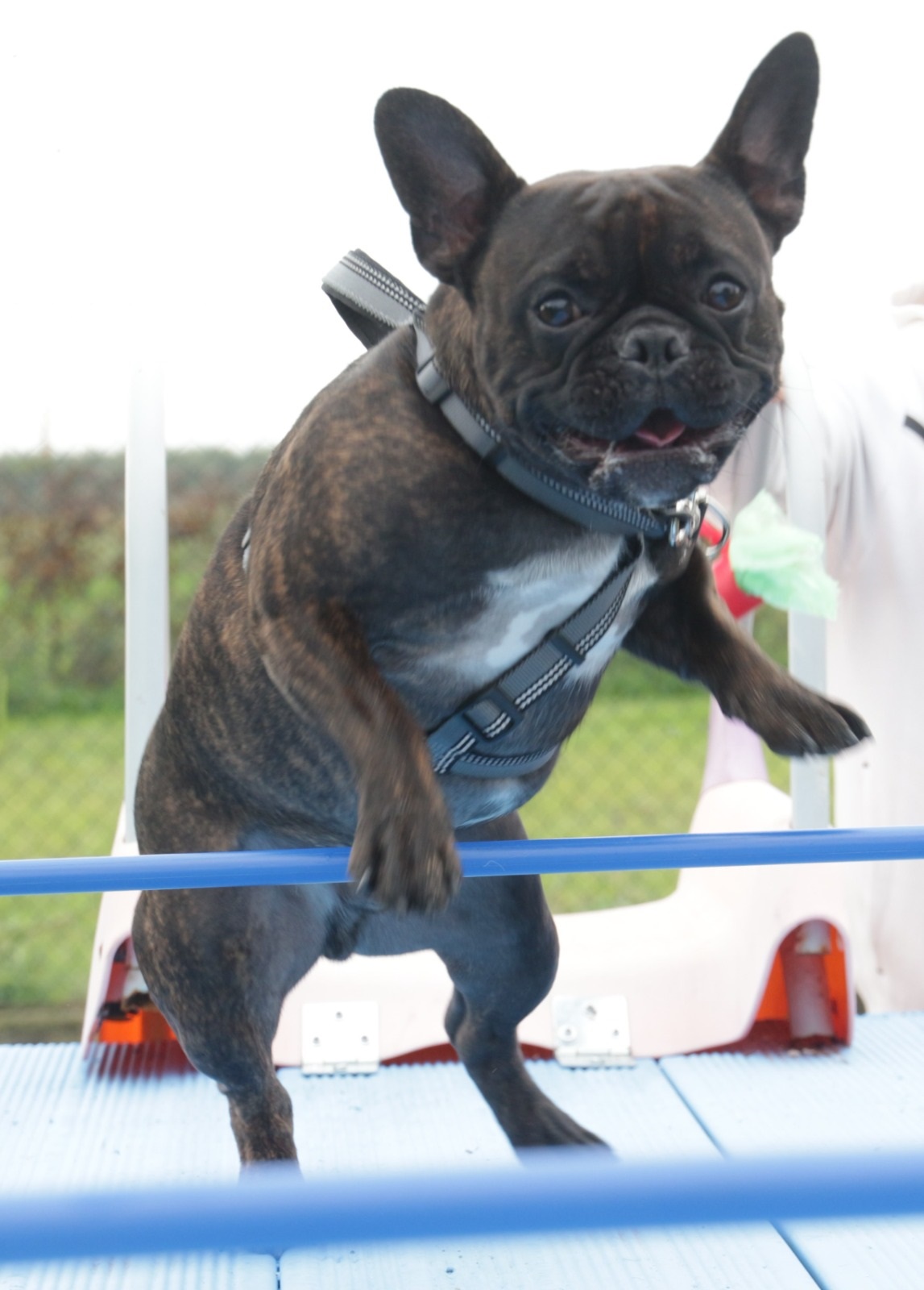 Piscina per cani