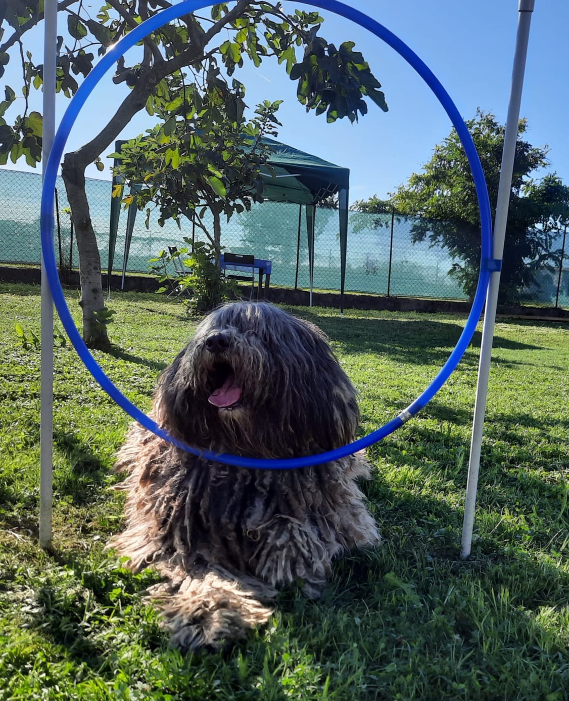 Piscina per cani