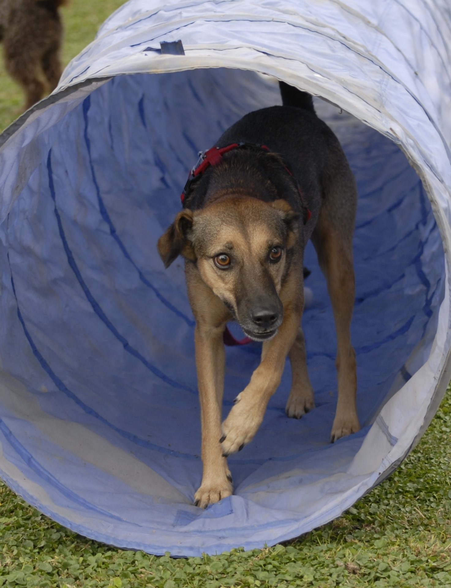 Piscina per cani