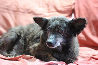 Primo piano di Scricciolo, cane anziano ospite